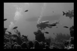 Diver at Black Rock
Grand Cayman
Available light only by Neil Van Niekerk 